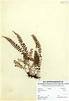 藏品(陵齒蕨)的圖片